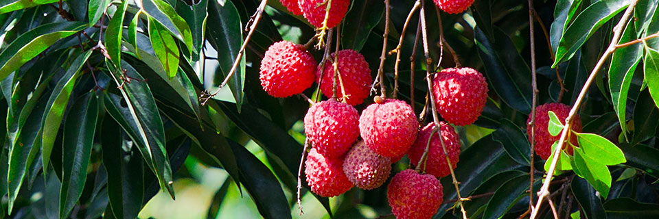 Litchi Processed Fruit Ingredients Dennick FruitSource