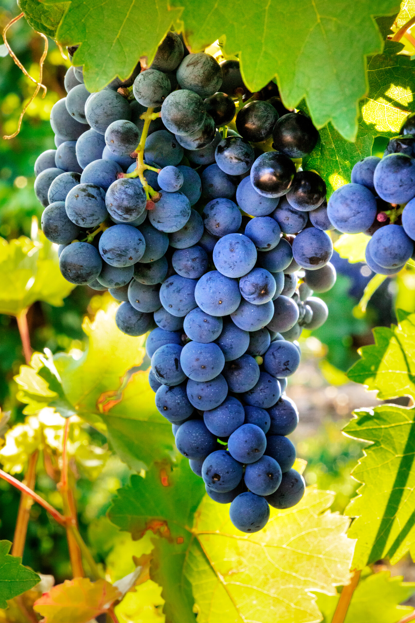 Grape ingredients including grape NFC juice, grape juice concentrate, grape puree, grape juice concentrate and other formats.