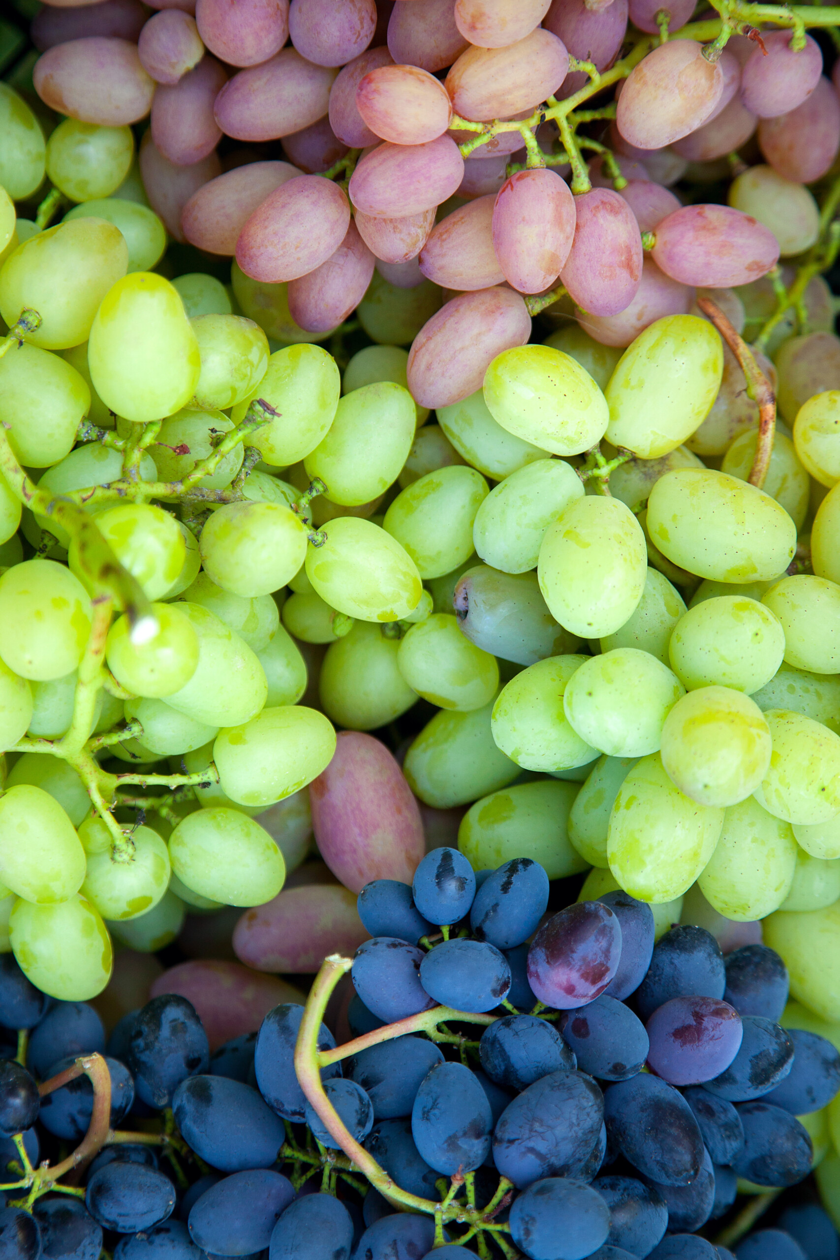 Dennick FruitSource is your supplier for all things fruit ingredients, including all grape varieties and formats.