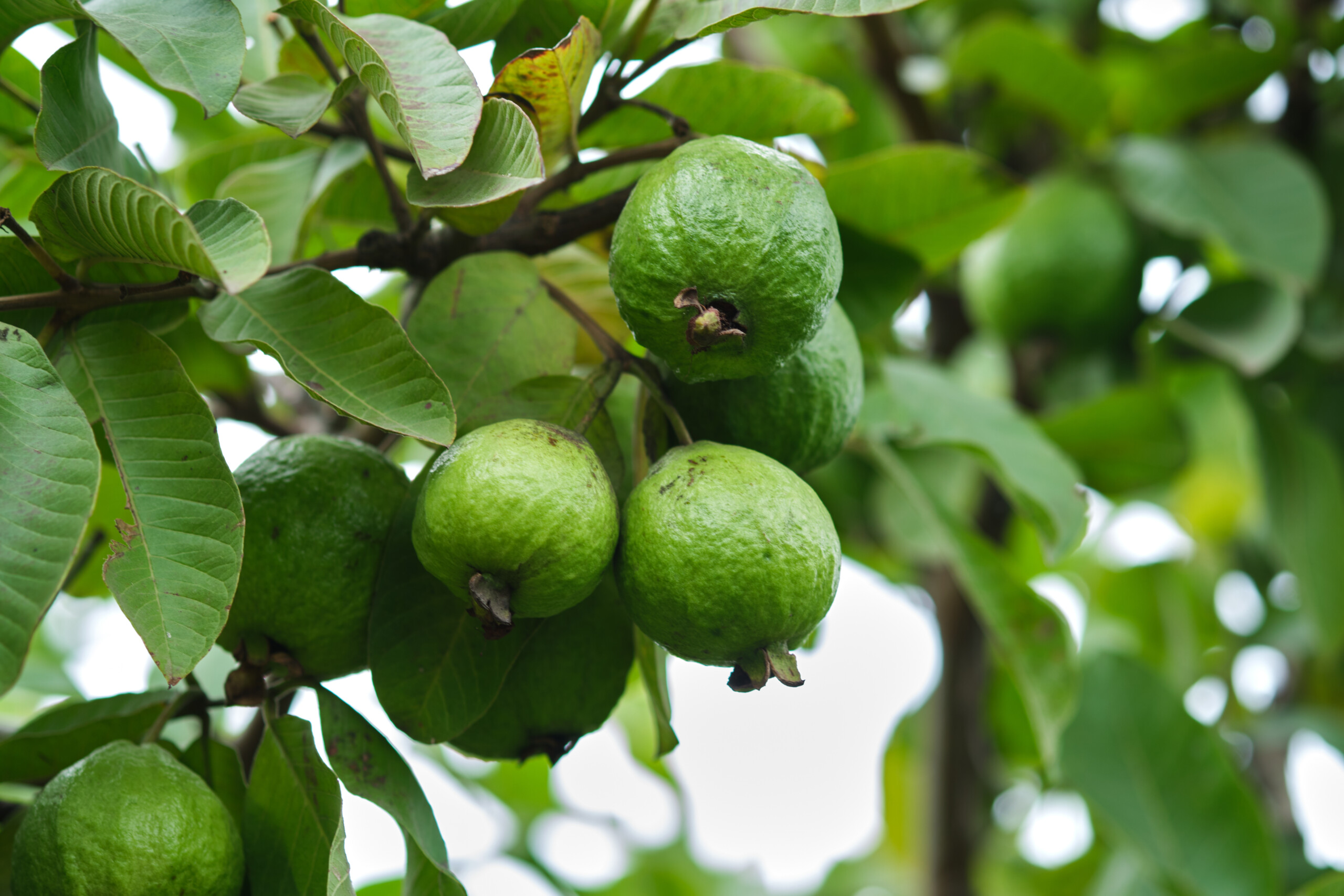 As global importer of premium guava ingredients, Dennick FruitSource can handle the logistics for your fruit products.