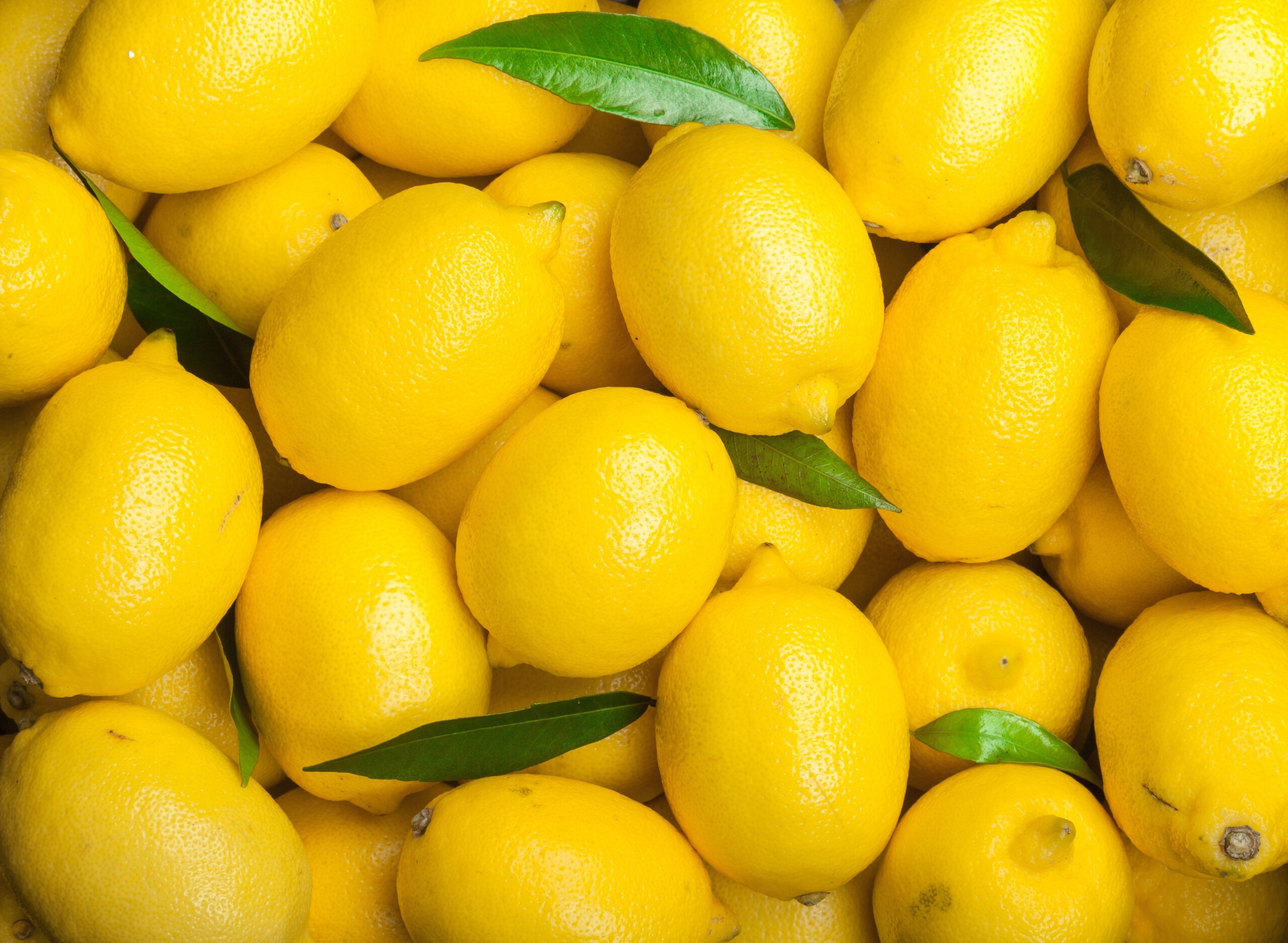 Dennick is your dedicated partner for sourcing and distributing all fruit ingredients and fruit products. Let our team of experts handle the logistics and imports.