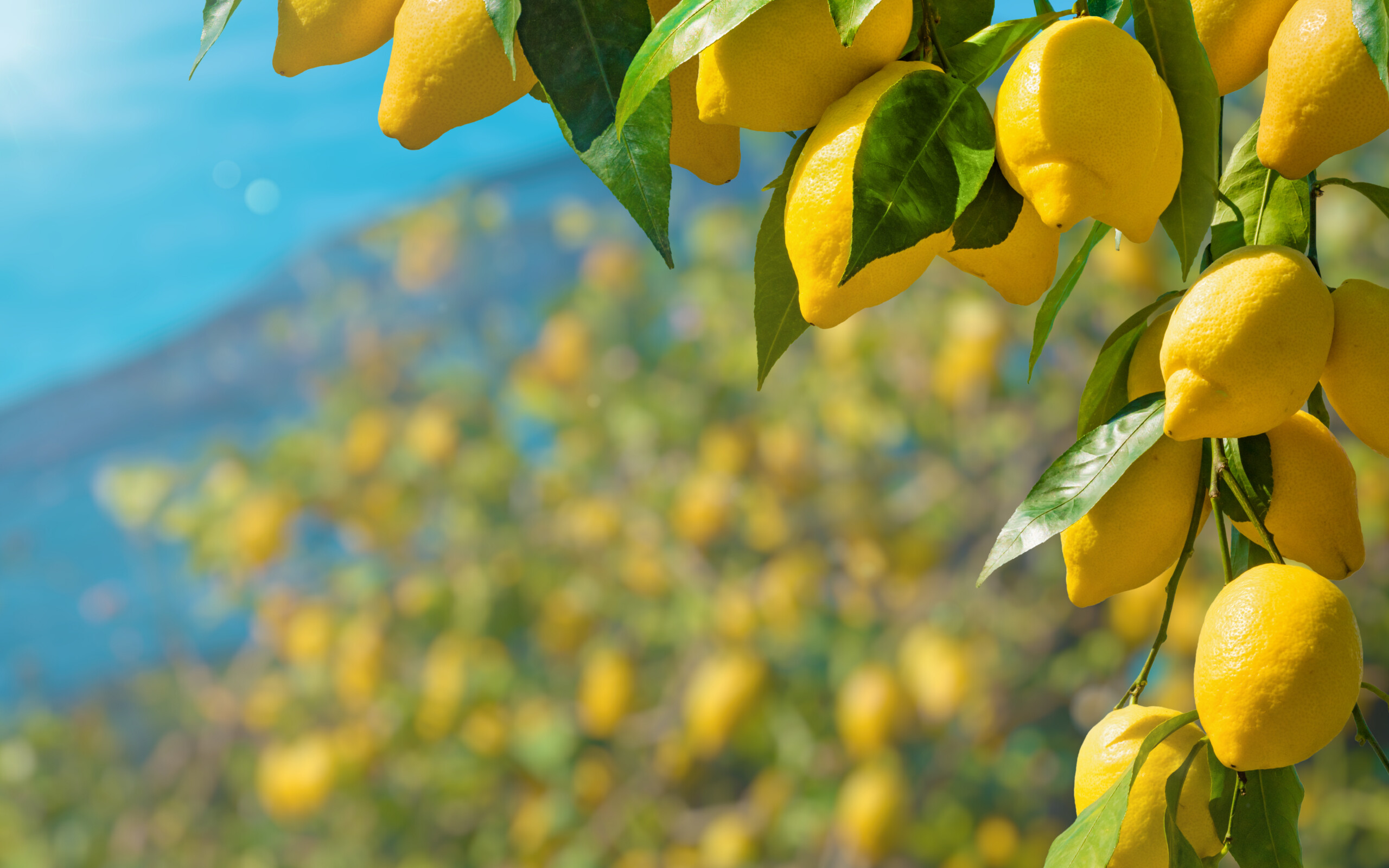 Your source for all things fruit ingredients, including lemon NFC juice, lemon juice concentrate, lemon IQF and lemon oil.
