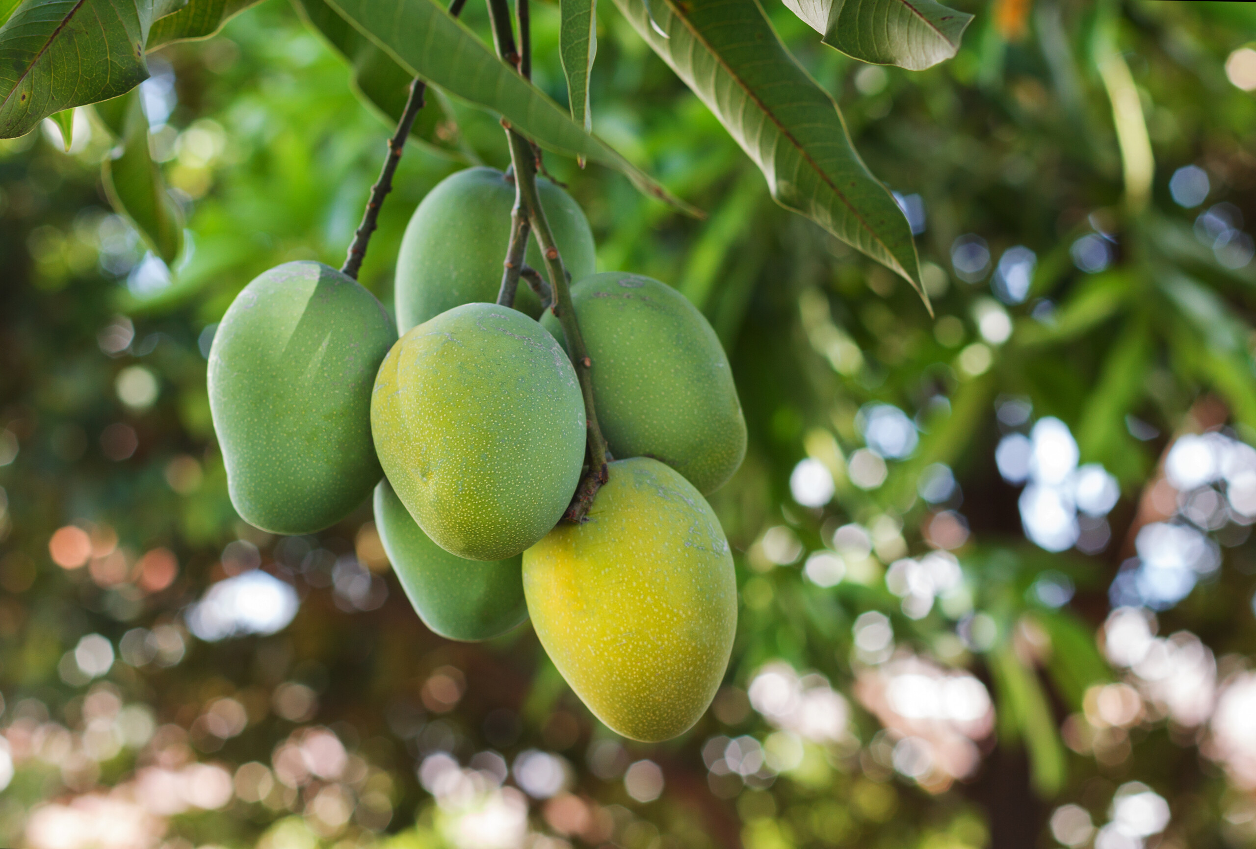Get the fruit ingredients you need from Dennick FruitSource, including mango.