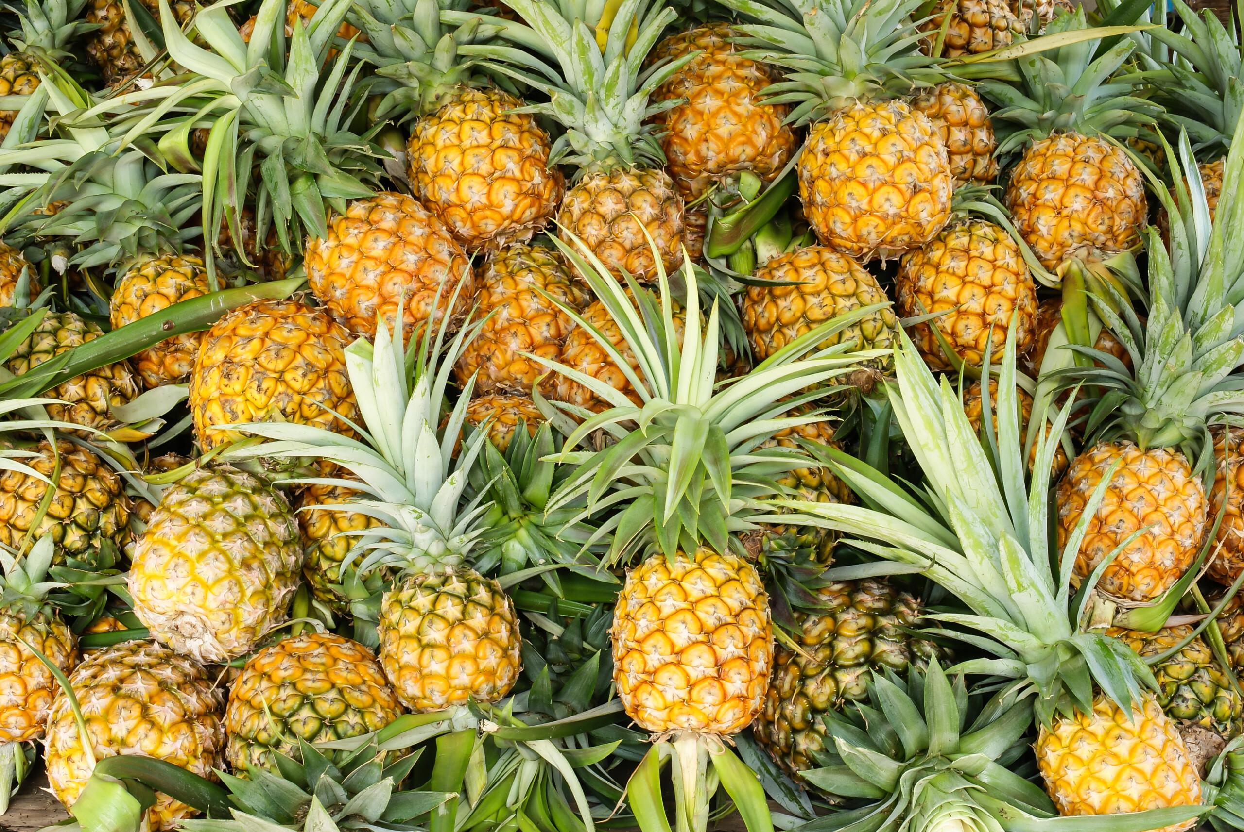 Dennick FruitSource is your resource for pineapple NFC juice, pineapple juice concentrate, pineapple puree, pineapple puree concentrate and pineapple IQF.