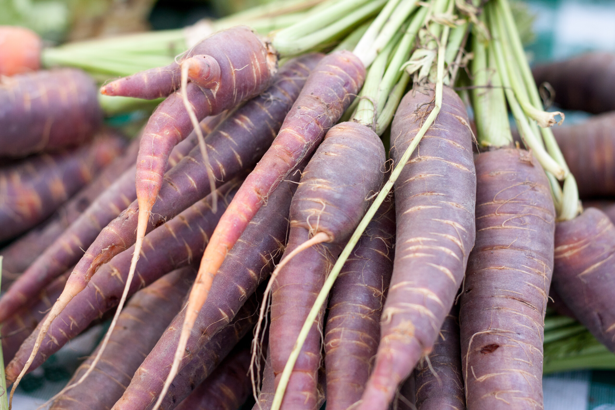 Purple carrot ingredients including purple carrot NFC juice, purple carrot juice concentrate, purple carrot puree and purple carrot puree concentrate.