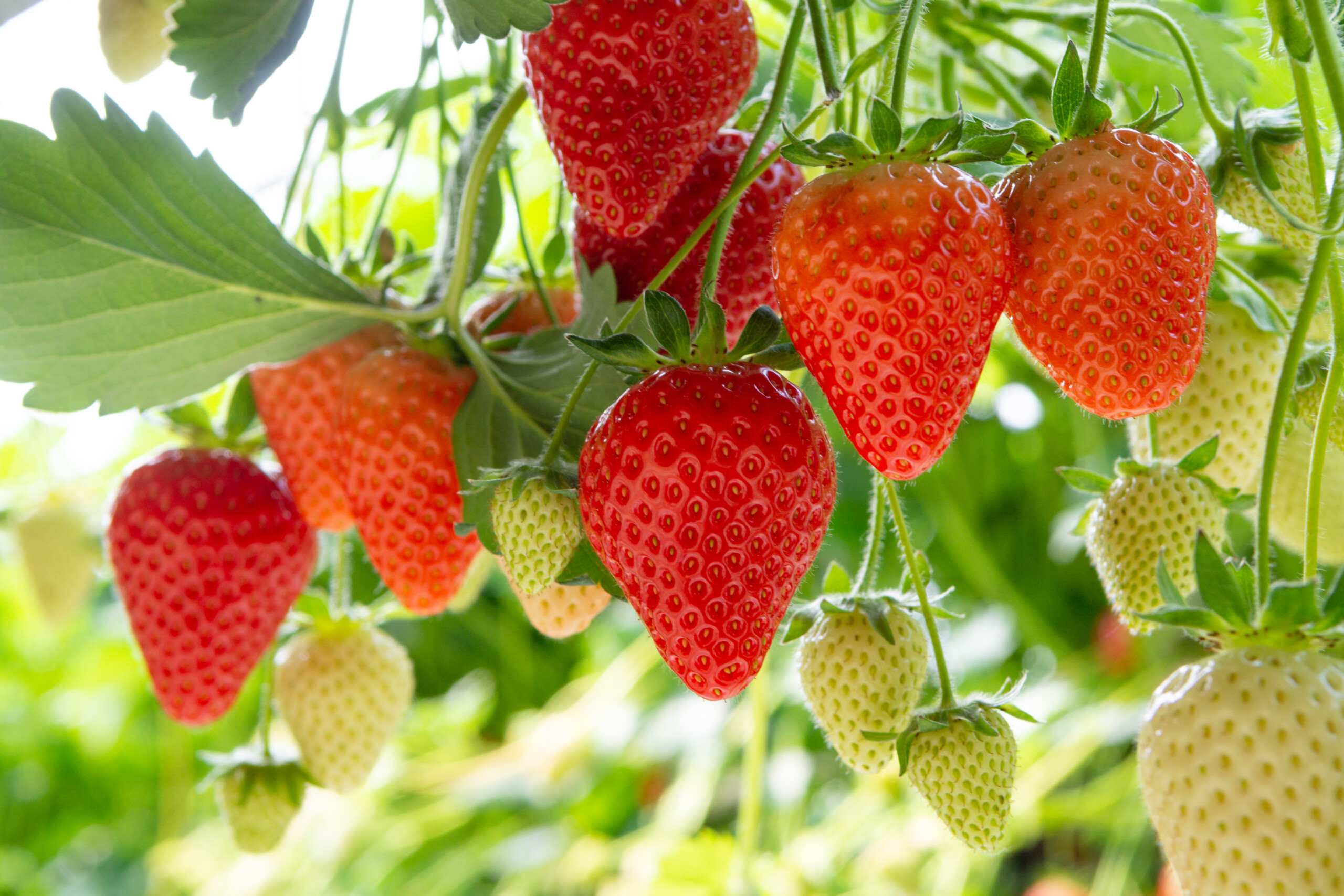 All the fruit products in the formats you need, available from Dennick FruitSource.
